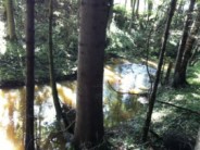 Bachlauf
